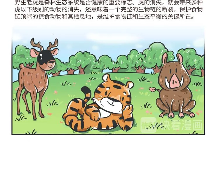熊猫君解说四人对决漫画,科普番外——印度支那虎4图