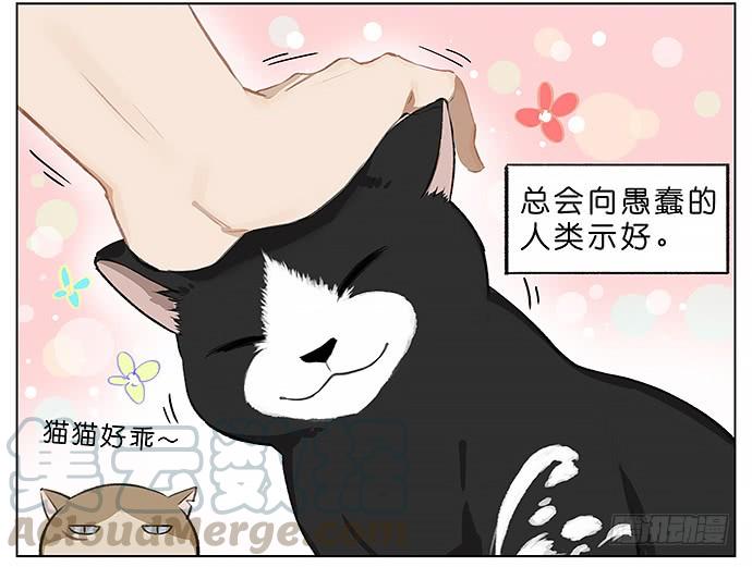 我被一只猫绑架了。2