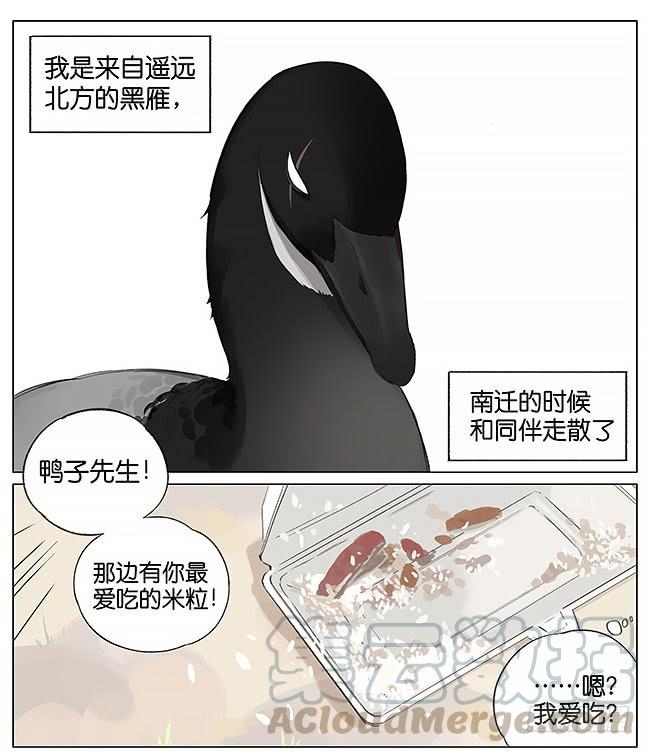 南方的鸟和北方的鸟漫画,米粒。1图
