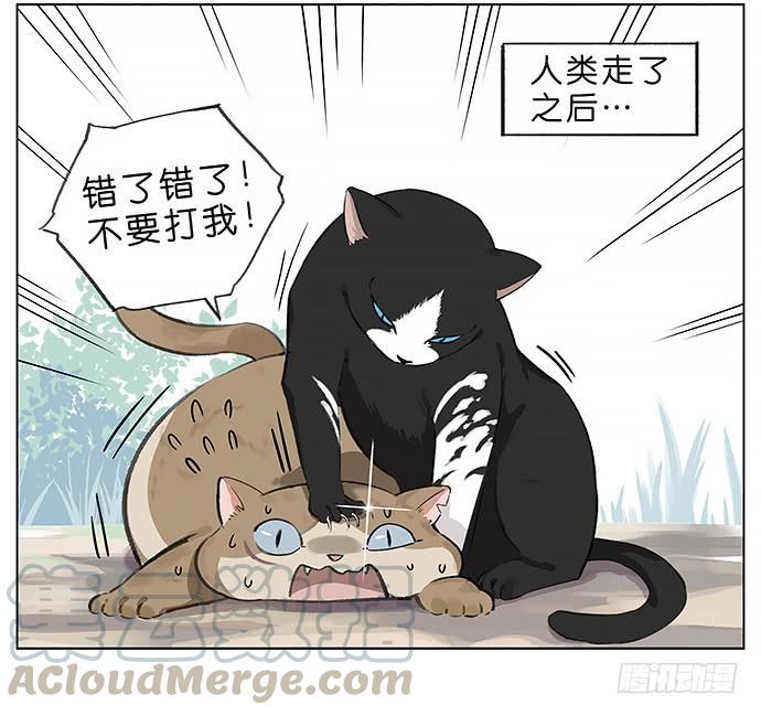 我被一只猫绑架了。4