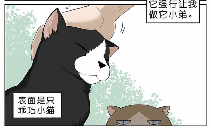 南方的鸟和北方的鸟漫画,胖胖的猫。2图