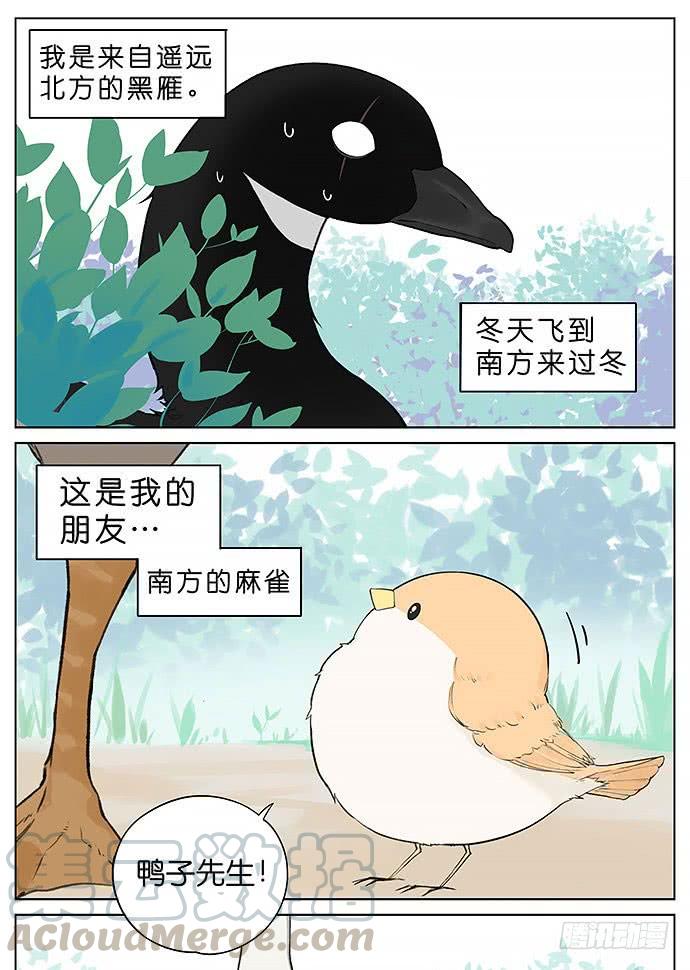 南方的鸟和北方的鸟漫画,鸭子和鹅。1图