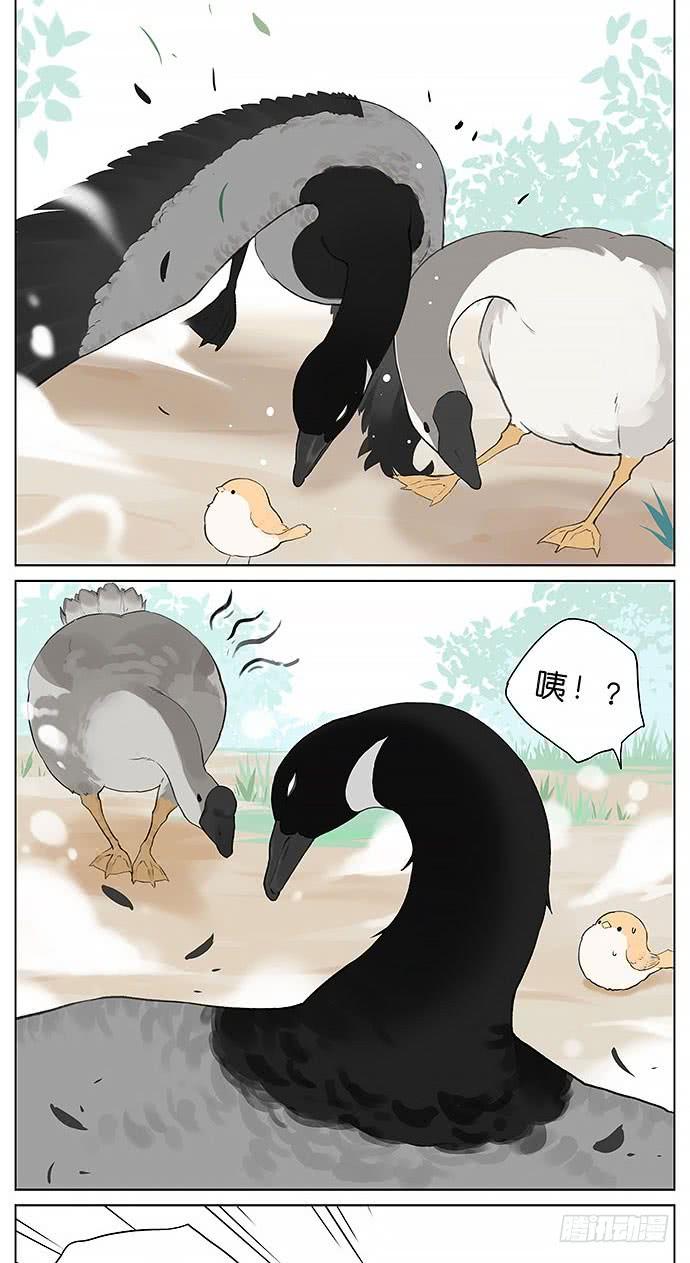 南方的鸟和北方的鸟漫画,鸭子和鹅。4图