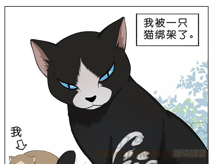 我被一只猫绑架了。0