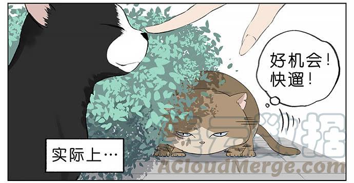 南方的鸟和北方的鸟漫画,胖胖的猫。3图