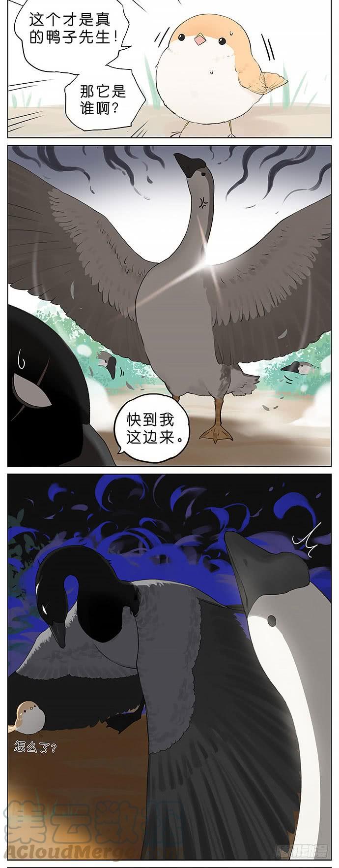 南方的鸟和北方的鸟漫画,鸭子和鹅。5图