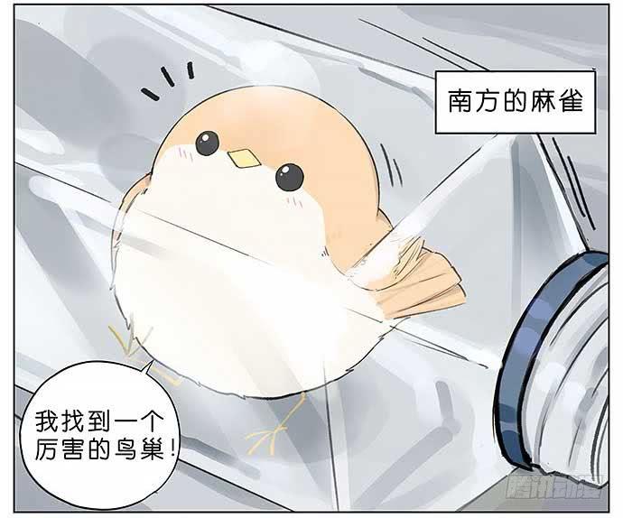 麻雀的鸟巢。1