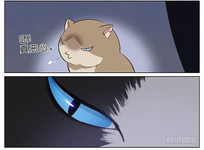 我被一只猫绑架了。3