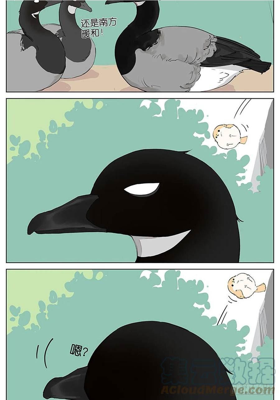 南方的鸟和北方的鸟漫画,弹弹的小鸟2图