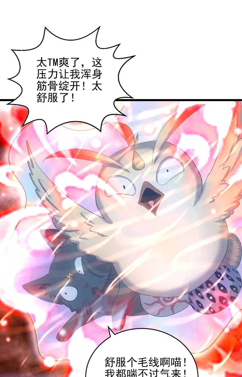 088 猪脸肿不肿？3