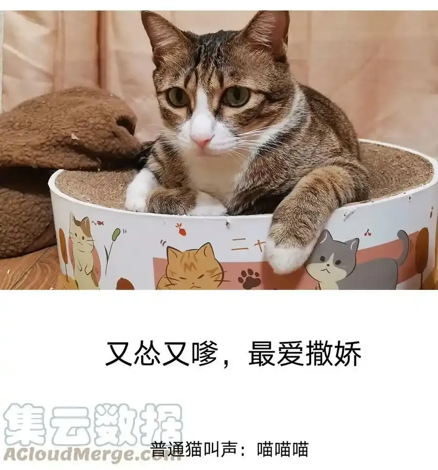 猫猫 请假条4