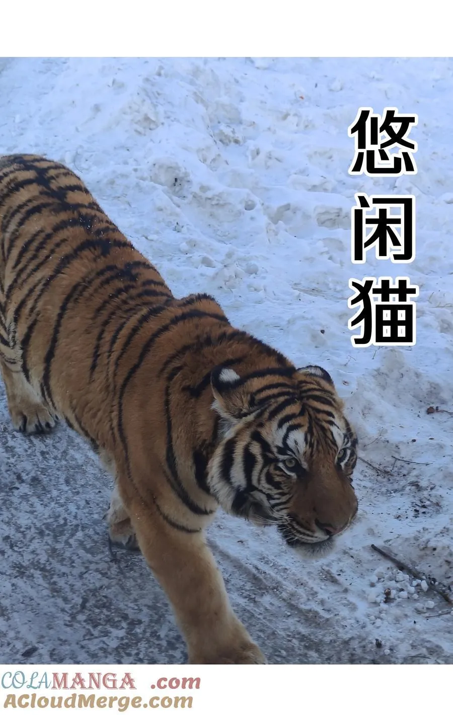 调更 一女子 竟为了去看猫……4