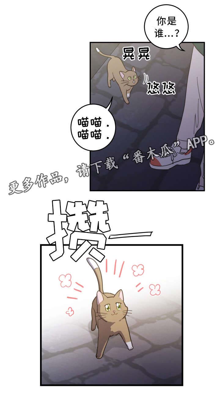 亲爱的喵君漫画里的黑色盒子叫什么漫画,第15章：抓伤1图