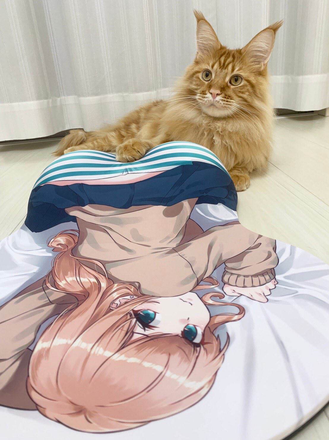 我家的猫猫是可爱的女孩子！漫画,杂图115图