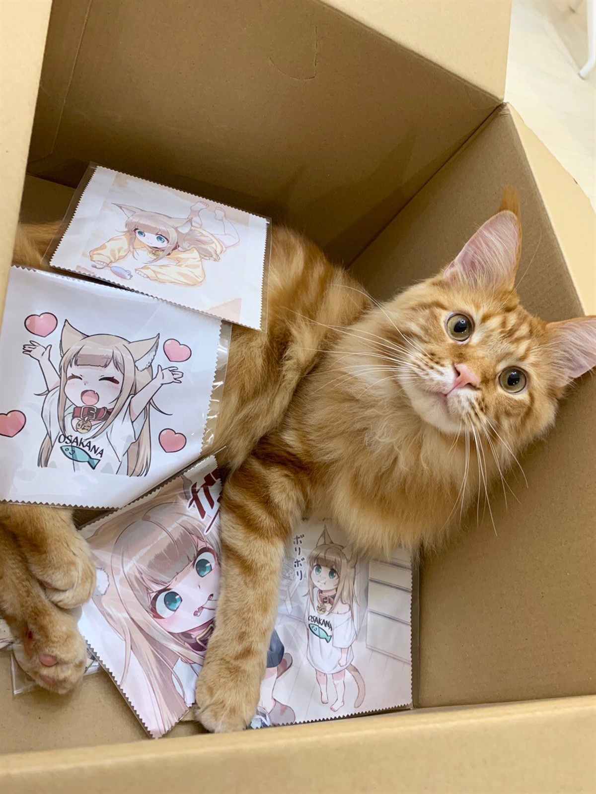 我家的猫猫是可爱的女孩子！漫画,杂图125图