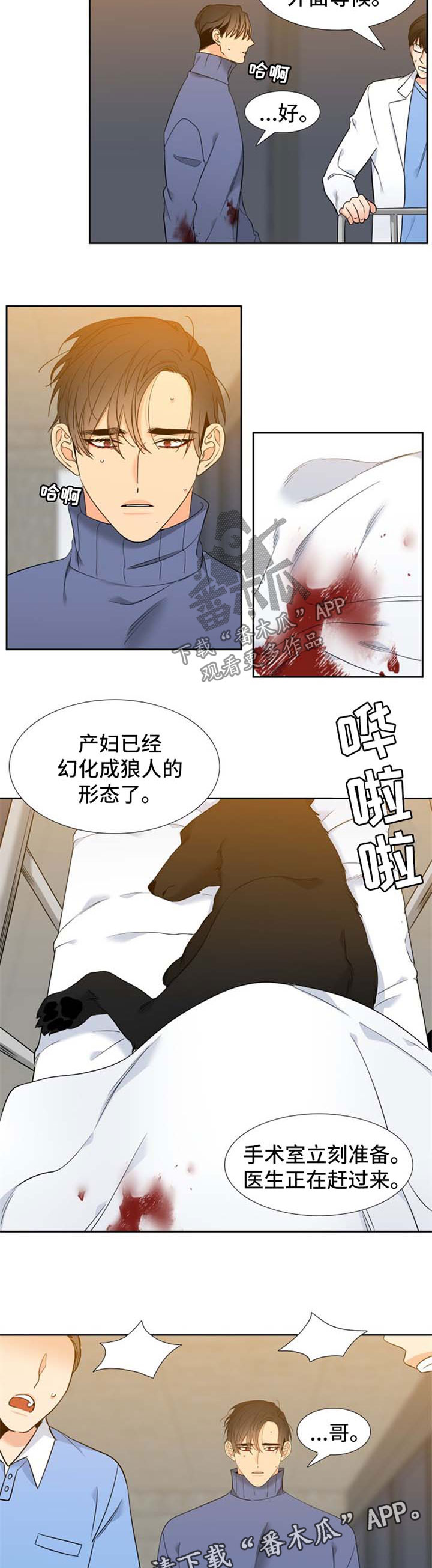 狼的香气第二季结局怀孕漫画,第197章：【第二季】生产4图