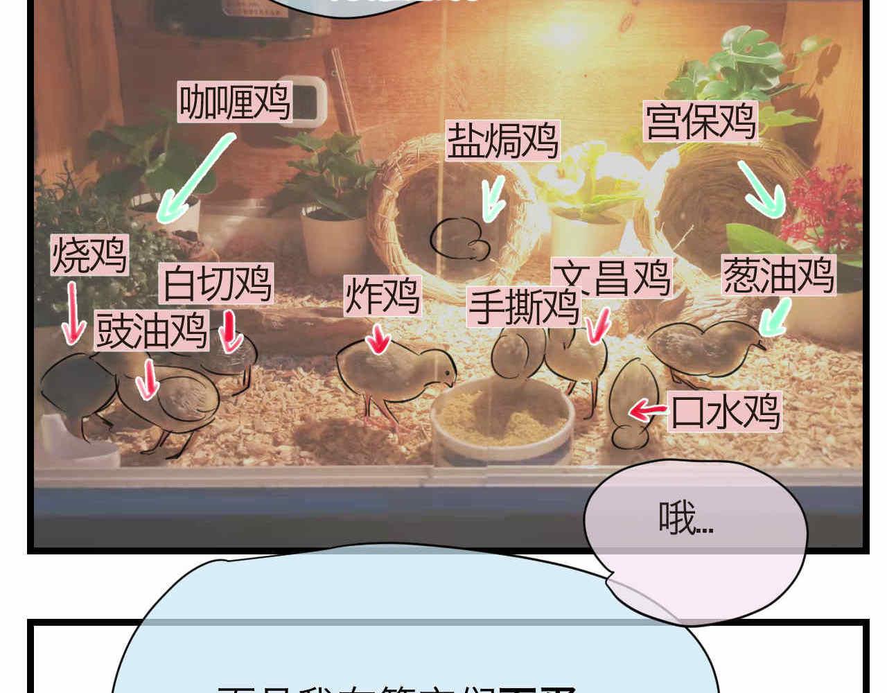 81.网红小鸡1