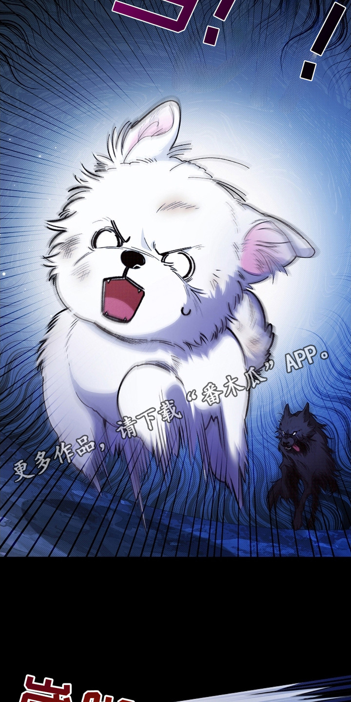 小白狗奇遇记漫画全集免费观看漫画,第1话5图