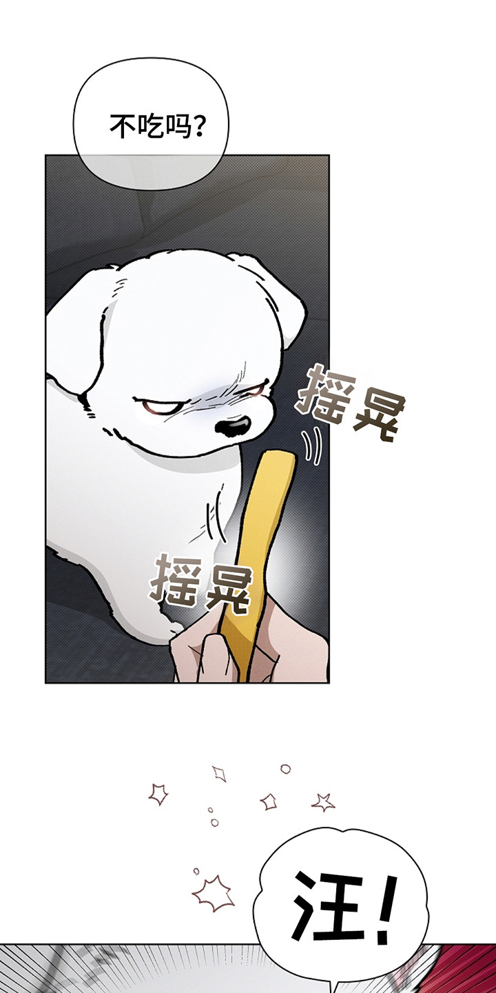 小白狗奇遇记漫画全集免费观看漫画,第14话1图